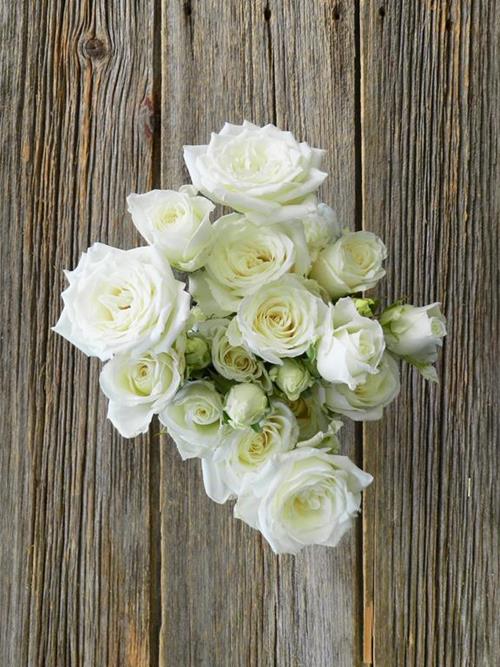 SNOWDANCE WHITE SPRAY ROSES